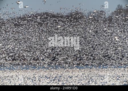 Beim Start vom Middle Creek Wildlife Perserve, Lancaster County, Pennsylvania, wirbeln riesige Schneegäse um sich Stockfoto