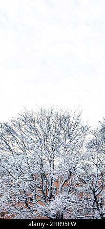 Schnee auf Bäumen im Katri Vala Park, Helsinki, Finnland. Ein mittelhohes Wohngebäude im Hintergrund. Platz für Text. Stockfoto