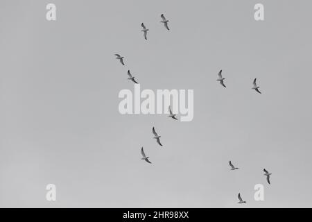 Möwen fliegen tagsüber in grau bewölktem Himmel Stockfoto