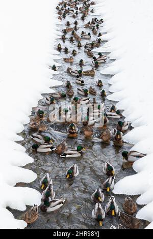 Viele Enten und Draken befinden sich in einem engen Flusswasser mit verschneiten Küsten Stockfoto