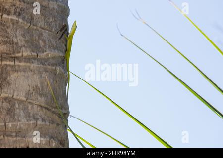 Grüne Eidechse auf einem Palmenstamm sitzend, Nahaufnahme von Anolis Carolinensis Stockfoto