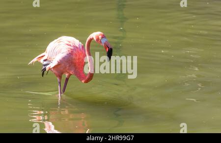 Rosa Flamingo zu Fuß im Wasser an einem sonnigen Tag Stockfoto