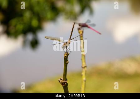 Goiânia, Goias, Brasilien – 24. Februar 2022: Zwei Libellen auf einem Barsch mit verschwommenem See im Hintergrund. Stockfoto