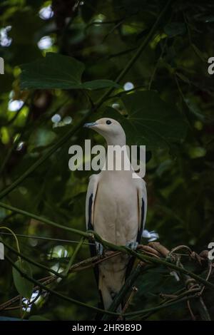 Pied Imperial Pigeon (Ducula bicolor), thront auf einem Ast. Sein relativ großer Körper und seine schwarzen Flügelspitzen machen ihn leicht zu erkennen. Stockfoto