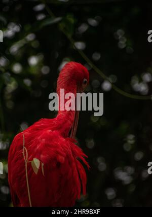 Seitenansicht eines scharlachroten Ibis (Eudocimus ruber), der mit seinem markanten scharlachroten Gefieder und seinem langen, gebogenen Schnabel sticht. Stockfoto