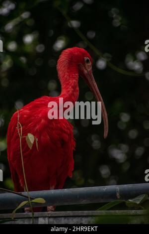 Seitenansicht eines scharlachroten Ibis (Eudocimus ruber), der mit seinem markanten scharlachroten Gefieder und seinem langen, gebogenen Schnabel sticht. Stockfoto