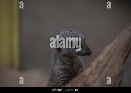 Ein Erdmännchen (Suricata suricatta) / kleiner Mungo in seiner destinierenden Standhaltung, der sich quizzisch um seine Umgebung schaut. Stockfoto