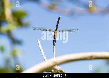 Goiânia, Goias, Brasilien – 24. Februar 2022: Zwei Libellen auf einem Barsch mit dem Himmel im Hintergrund. Stockfoto