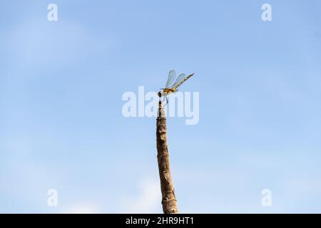 Goiânia, Goias, Brasilien – 24. Februar 2022: Zwei Libellen auf einem Barsch mit dem Himmel im Hintergrund. Stockfoto