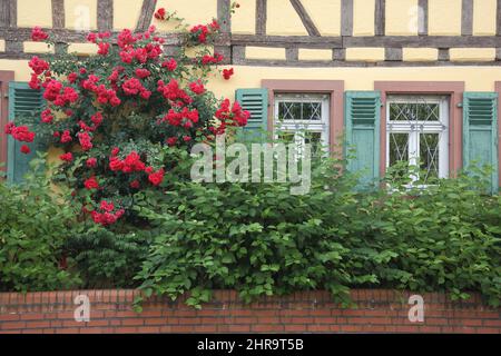 Rote Rosen auf dem Fachwerkhaus Alter Posthof, Hattersheim im Taunus Stockfoto