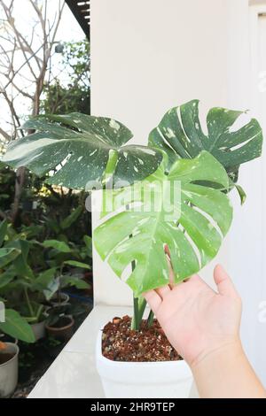 monstera thai Sternbild oder Monstera, Herricane Pflanze oder Schweizer Käsepflanze Stockfoto