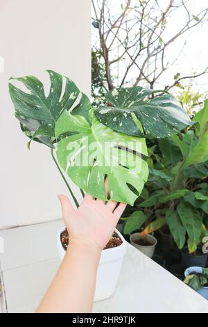 monstera thai Sternbild oder Monstera, Herricane Pflanze oder Schweizer Käsepflanze Stockfoto