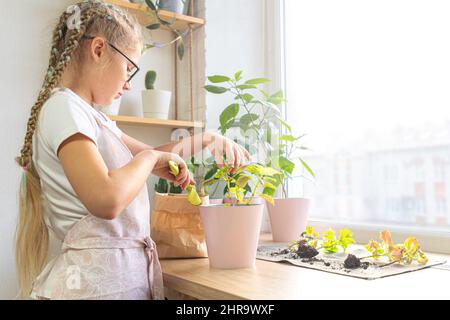 Pflege für Zimmerpflanzen, Mädchen, die leidenschaftlich über Prozess in Schürze und Gläser zu Hause am Fenster im Tageslicht ist. Pflanzen von Coleus Pflanze. Hobby Stockfoto