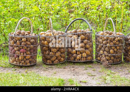 Eine Kartoffel in Körben aus Metallgeflecht im Gemüsegarten. Das Konzept der Sammlung und Lagerung von Gemüse. Umweltfreundlich in der Landwirtschaft Stockfoto