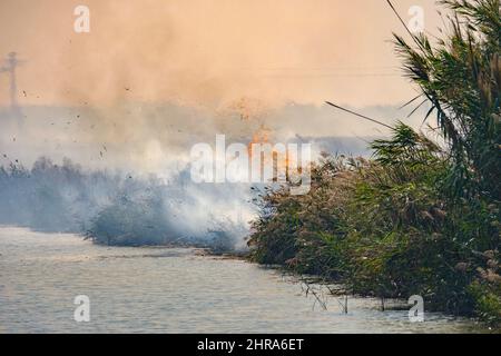 Brennende Reisbauern Stroh in Albufera de Valencia Spanien, brennende Reis Stoppelabgase Umweltproblem Rauch Stockfoto