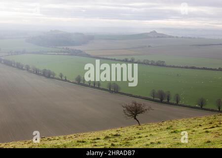 Neblig/neblig am Novembermorgen auf Knap Hill mit Blick auf das Val of Pewsey, North Wessex Downs, Wiltshire, England, Großbritannien Stockfoto