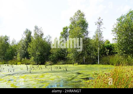 Schöne Aufnahme eines Moors umgeben von grünen Bäumen im Naturschutzgebiet Diepholzer Moor bei Diepholz Stockfoto