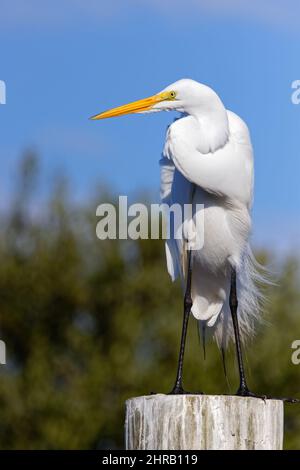 Wunderschöner Reiher (ardea alba), der auf einem Dock vor blauem Himmel thront. Stockfoto