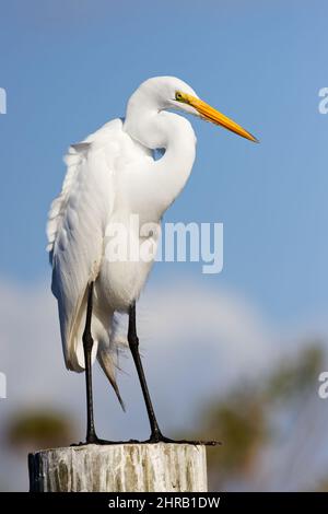 Wunderschöner Reiher (ardea alba), der auf einem Dock vor blauem Himmel thront. Stockfoto