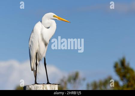 Wunderschöner Reiher (ardea alba), der auf einem Dock vor blauem Himmel thront. Stockfoto