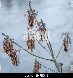 Eine Esche auf dem Ast des Baumes Stockfoto