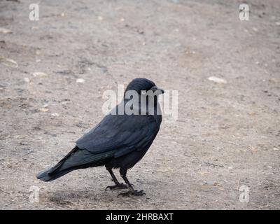 Jackdaw, Corvus monedula, auch Eurasian oder European Jackdaw genannt. Profil. Stockfoto