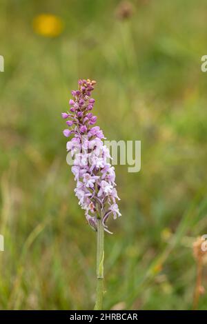 Nahaufnahme einer Orchidee, die auf Knap Hill, einem Standort von spezial Scientific Interest (SSSI), North Wessex Downs, Wiltshire, England, Großbritannien, blüht Stockfoto