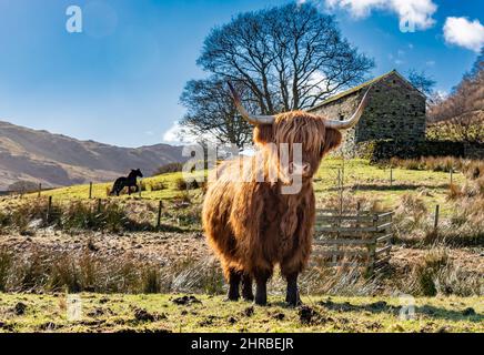 Bampton, Penrith, Cumbria, Großbritannien. 25.. Februar 2022. Eine Highland-Kuh, die das frühlingshafte Wetter in der Nähe von Haweswater, Bampton, Penrith und Cumbria genießt. Quelle: John Eveson/Alamy Live News Stockfoto