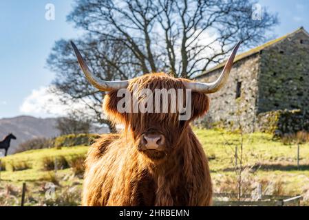 Bampton, Penrith, Cumbria, Großbritannien. 25.. Februar 2022. Eine Highland-Kuh, die das frühlingshafte Wetter in der Nähe von Haweswater, Bampton, Penrith und Cumbria genießt. Quelle: John Eveson/Alamy Live News Stockfoto