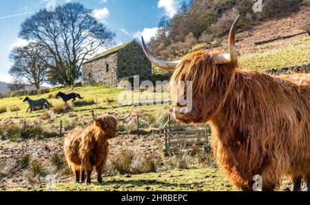 Bampton, Penrith, Cumbria, Großbritannien. 25.. Februar 2022. Hochlandkühe genießen das Frühlingswetter in der Nähe von Haweswater, Bampton, Penrith, Cumbria. Quelle: John Eveson/Alamy Live News Stockfoto