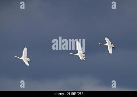 Drei Tundraschwäne / Bewicks Schwäne (Cygnus bewickii / Cygnus columbianus bewickii) fliegen gegen den dunklen, stürmischen Himmel Stockfoto