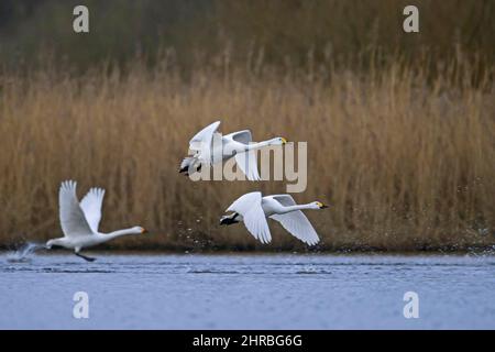 Drei Tundra-Schwäne / Bewicks-Schwäne (Cygnus columbianus bewickii) starten im Frühjahr aus dem Wasser des Sees Stockfoto