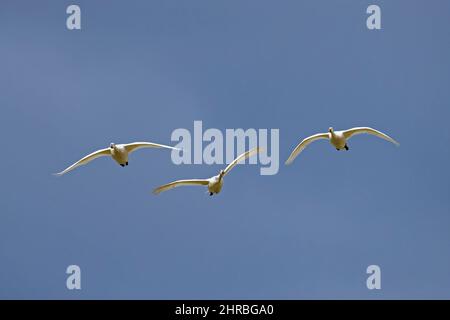 Drei Tundraschwäne / Bewicks Schwäne (Cygnus bewickii / Cygnus columbianus bewickii) fliegen gegen dunkelblauen, regnerischen Himmel Stockfoto
