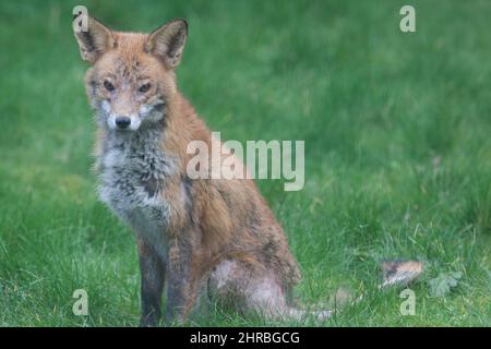 Ein Hundefuchs, der in einem Garten im Süden Londons an einer Infektion mit Sarkophage oder Krätze leidet. Die parasitäre Milbe verursacht Juckreiz und Pelzverlust bei f Stockfoto