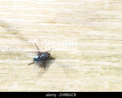 Bluebottle Fly wärmt sich im Winter Februar Sonne, am Zaun, Großbritannien. Calliphora. Stockfoto