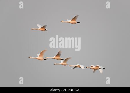 Wandernde Tundraschwäne / Bewicks-Schwäne (Cygnus bewickii / Cygnus columbianus bewickii) fliegen in Formation gegen bewölkten und regnerischen Himmel Stockfoto