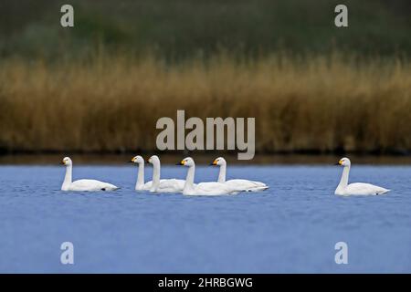 Schar von Tundraschwännen / Bewicks Schwäne (Cygnus columbianus bewickii) schwimmen im Wasser des Sees im Frühjahr Stockfoto