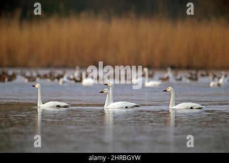 Schar von Tundraschwännen / Bewicks Schwäne (Cygnus columbianus bewickii) schwimmen im Wasser des Sees im Frühjahr Stockfoto