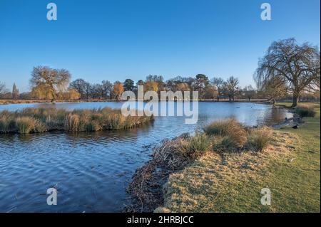 Im Februar wird im Bushy Park in der Nähe von London, Großbritannien, ein klarer blauer Himmel über dem Heron-Teich angezeigt Stockfoto