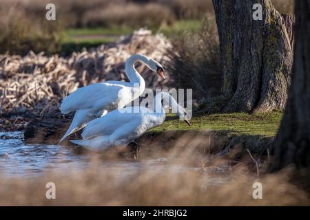 Zwei stumme Schwäne versuchen, das Ufer des Teiches zu erklimmen Stockfoto