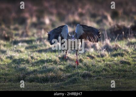 Ägyptische Gans entscheiden zu gehen oder zu fliegen Stockfoto