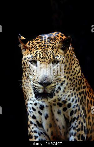 Porträt eines javanischen Leoparden bei Nacht, Indonesien Stockfoto