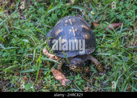 Blick in die Nahaufnahme einer erwachsenen weiblichen Ostkastenschildkröte, die im späten Frühjahr durch das Gras kriecht Stockfoto