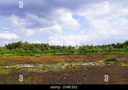 Schöne Aufnahme eines Moors umgeben von grünen Bäumen im Naturschutzgebiet Diepholzer Moor bei Diepholz Stockfoto