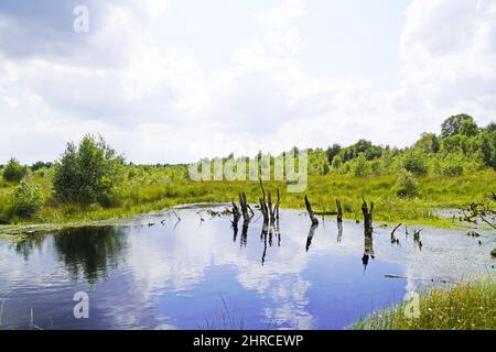 Schöne Aufnahme eines Moors im Naturschutzgebiet Diepholzer Moor bei Diepholz Stockfoto