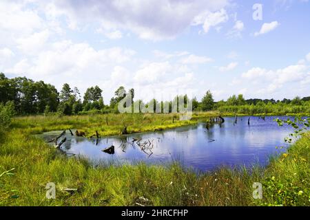 Schöne Aufnahme eines Moors im Naturschutzgebiet Diepholzer Moor bei Diepholz Stockfoto