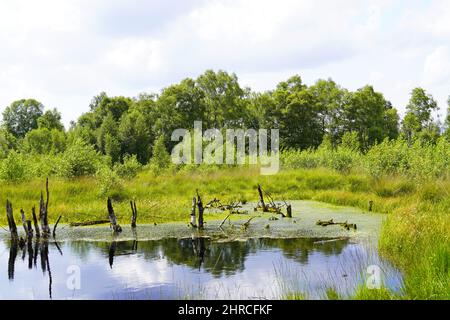 Schöne Aufnahme eines Moors im Naturschutzgebiet Diepholzer Moor bei Diepholz Stockfoto