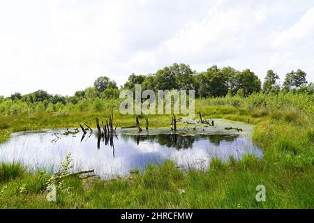 Schöne Aufnahme eines Moors im Naturschutzgebiet Diepholzer Moor bei Diepholz Stockfoto