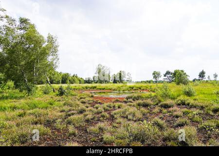 Schöne Aufnahme eines Moors umgeben von grünen Bäumen im Naturschutzgebiet Diepholzer Moor bei Diepholz Stockfoto