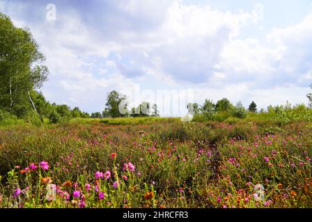 Schöne Aufnahme von Blumen, grünen Bäumen und Pflanzen im Naturschutzgebiet Diepholzer Moor bei Diepholz Stockfoto